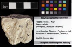 Foto (Objket + Etiketten) von Decapoda indet. 